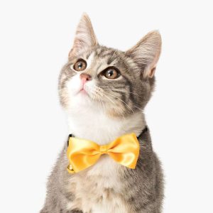 43859-Catit-Dinner-Bow-Tie-Lifestyle-Image-INT-1.jpgv1756304511 Nœud papillon pour chat, avec collier - Catit